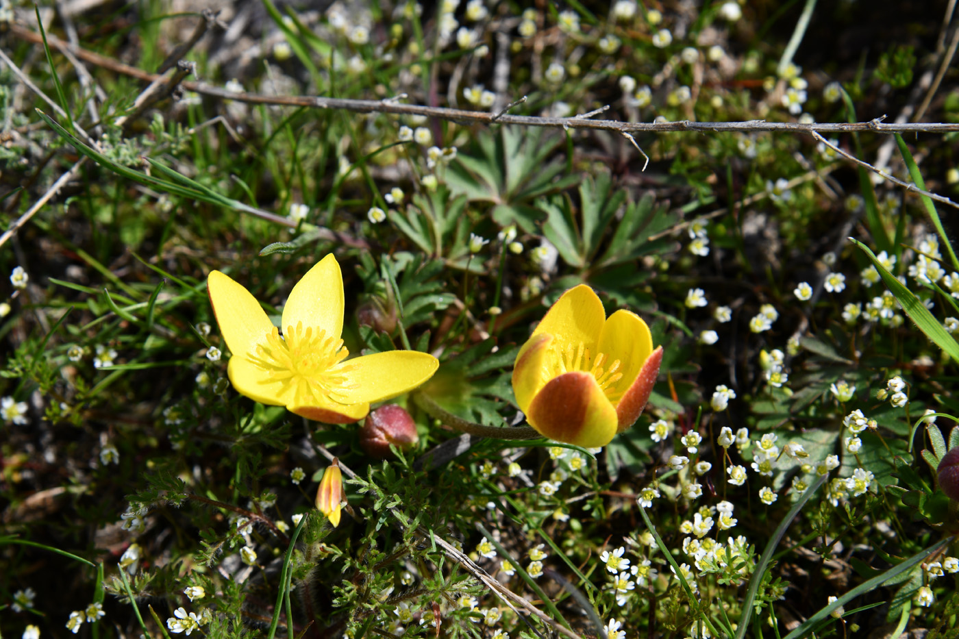 Image of Anemone gortschakowii specimen.