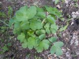 Heracleum sibiricum. Листья. Краснодарский край, Крымский р-н, окр. станицы Неберджаевская, ур. Темрючки, дубово-грабовый лес. 04.05.2024.