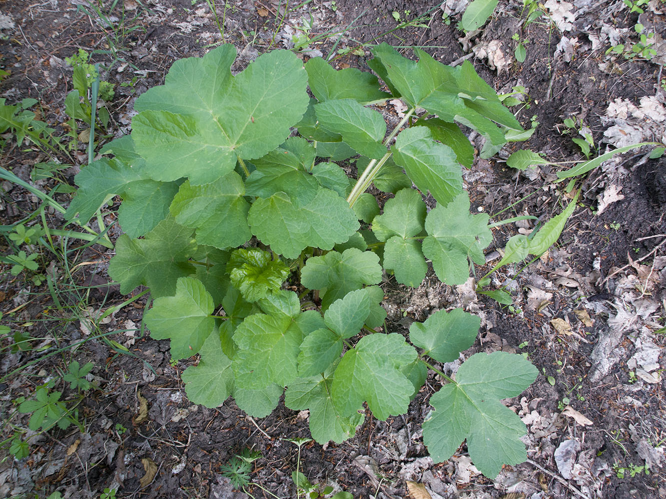 Изображение особи Heracleum sibiricum.