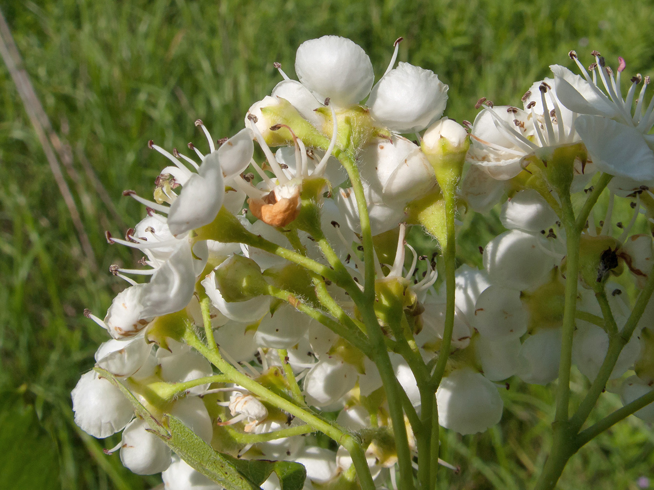 Image of Crataegus dipyrena specimen.