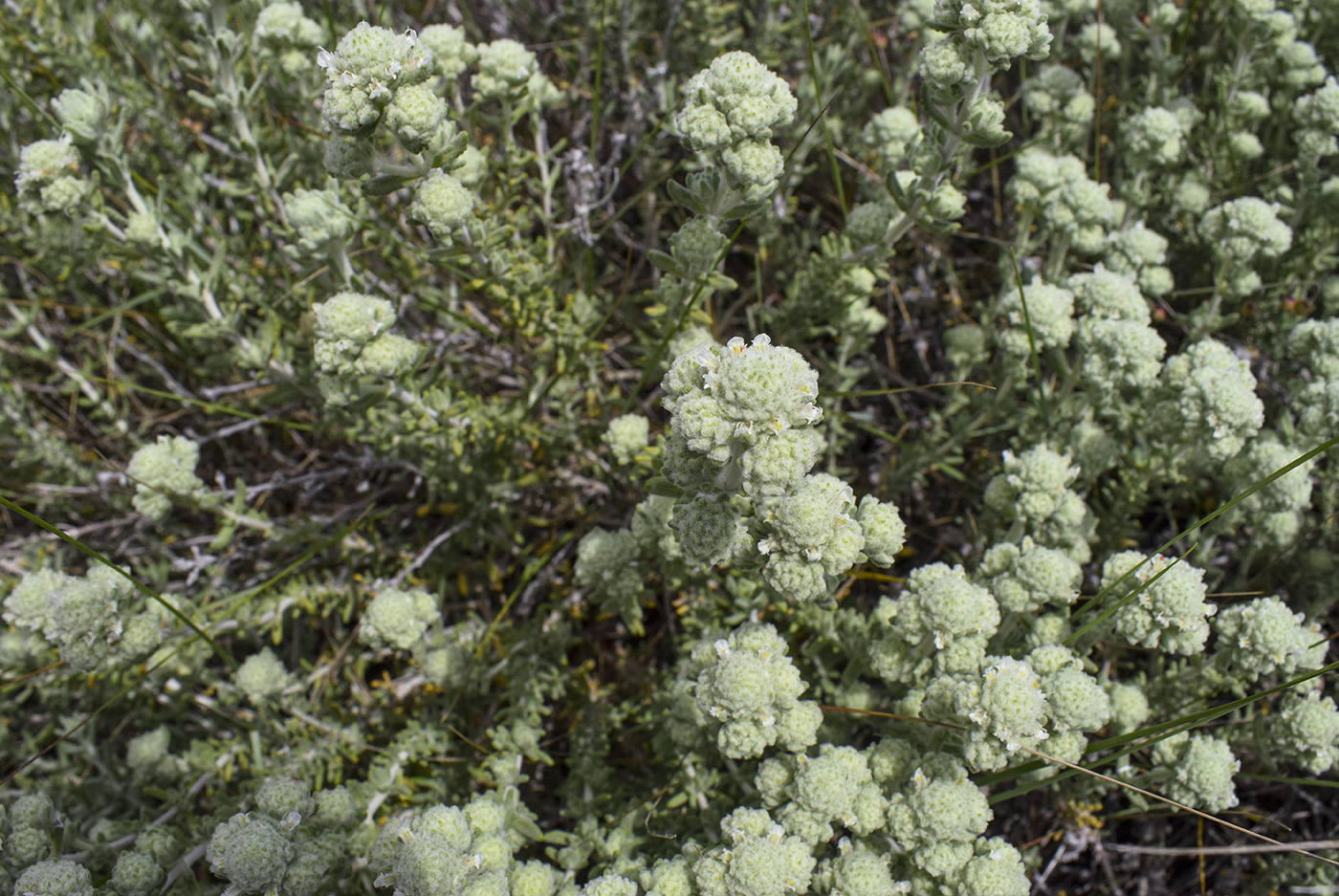 Image of genus Teucrium specimen.