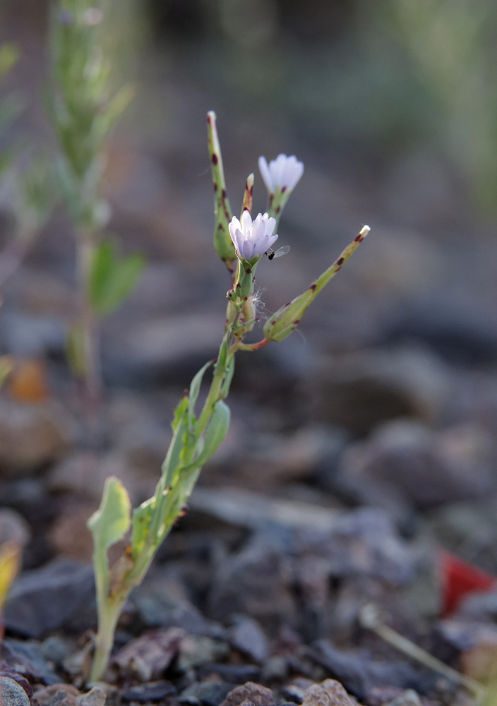 Изображение особи Lactuca undulata.