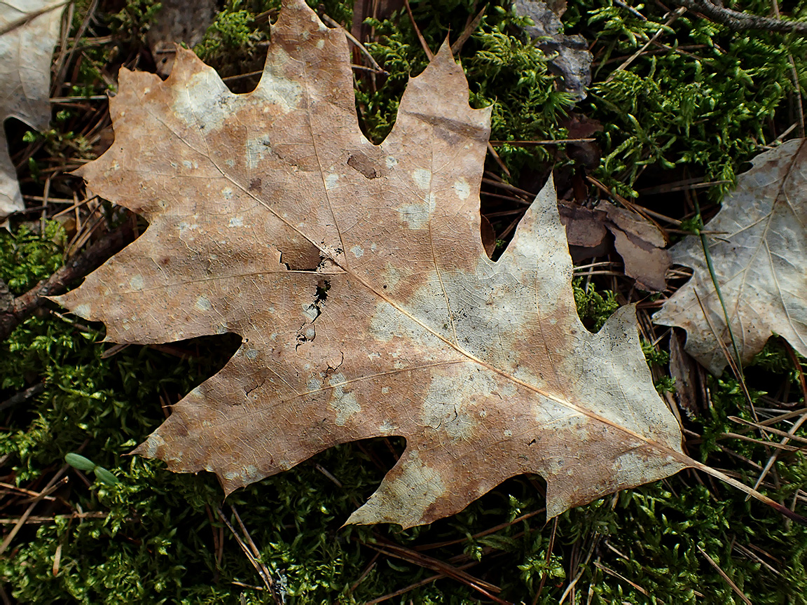 Image of Quercus rubra specimen.