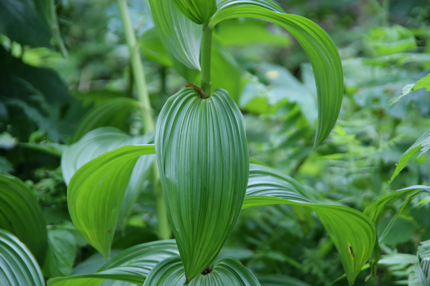 Image of Veratrum grandiflorum specimen.