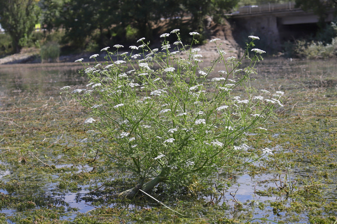 Image of Oenanthe aquatica specimen.