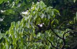 Staphylea bumalda. Верхушка ветви с плодами. Китай, провинция Хунань, гора Тяньмэнь, опушка смешанного леса. 09.06.2024.