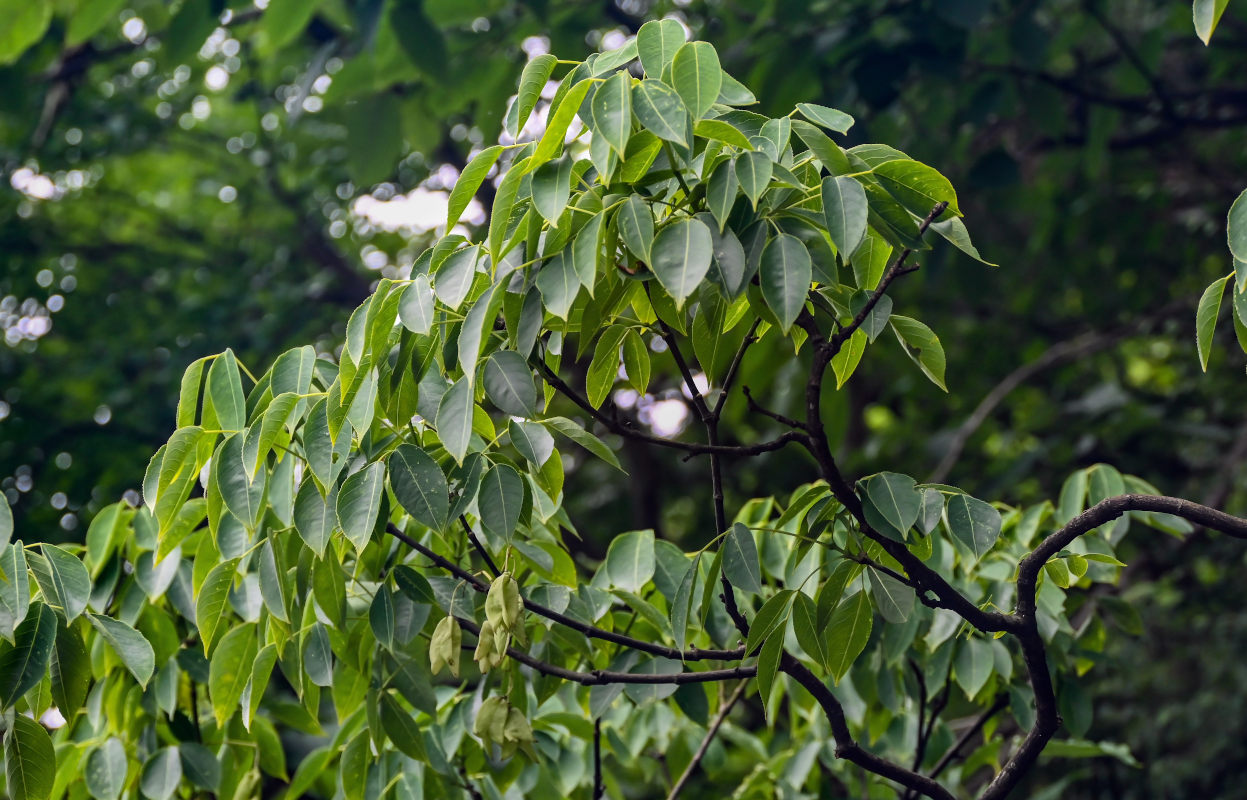 Image of Staphylea bumalda specimen.