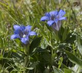 Gentiana septemfida. Верхушка цветущего растения. Кабардино-Балкария, Зольский р-н, северный склон горы Эльбрус, ур. Аэродром, выс. ок. 2650 м н.у.м. 15.07.2024.