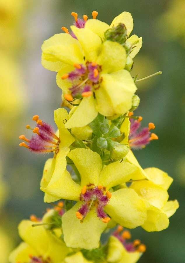 Изображение особи Verbascum nigrum.