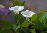 Calystegia sepium