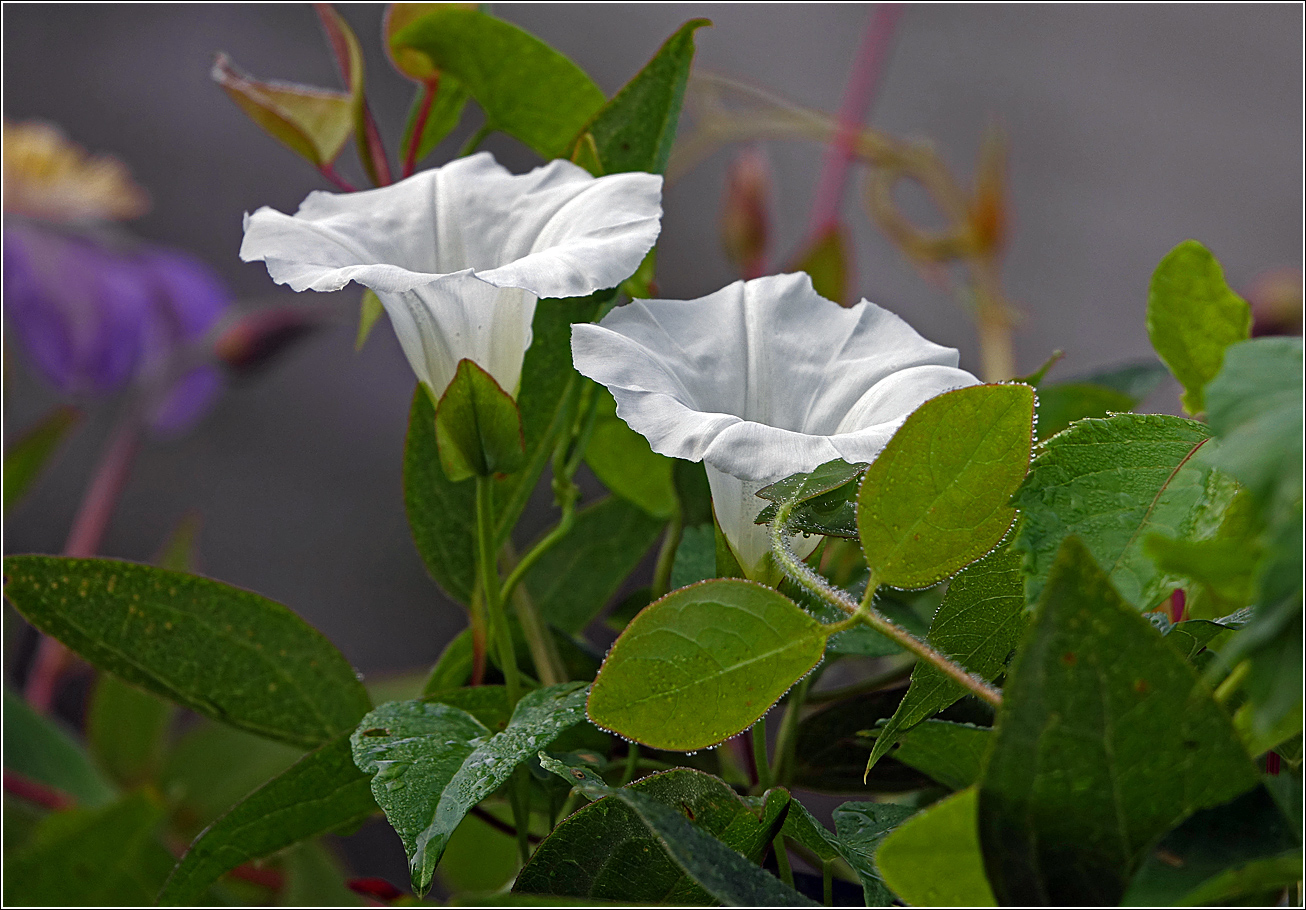 Изображение особи Calystegia sepium.