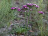 Achillea millefolium