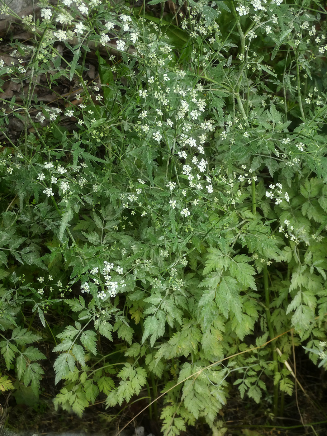 Изображение особи семейство Apiaceae.