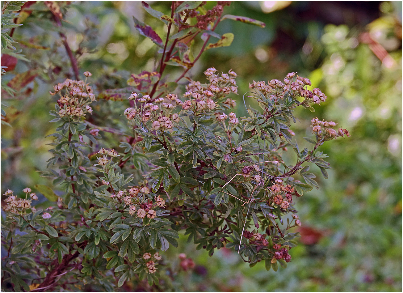 Image of Dasiphora fruticosa specimen.