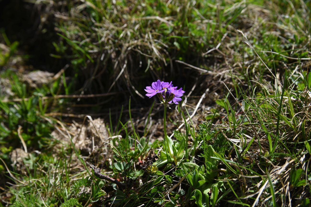 Изображение особи Primula algida.