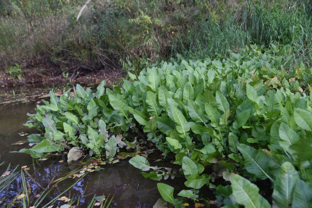 Image of Unknown species specimen.