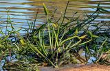 Sagittaria sagittifolia. Плодоносящее растение. Тверская обл., Конаковский р-н, долина р. Сестра, берег реки, песчаный пляж, у воды. 07.09.2024.