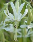 Silene nutans. Цветок. Коми, г. Печора, лесокомбинат. 08.07.2010.