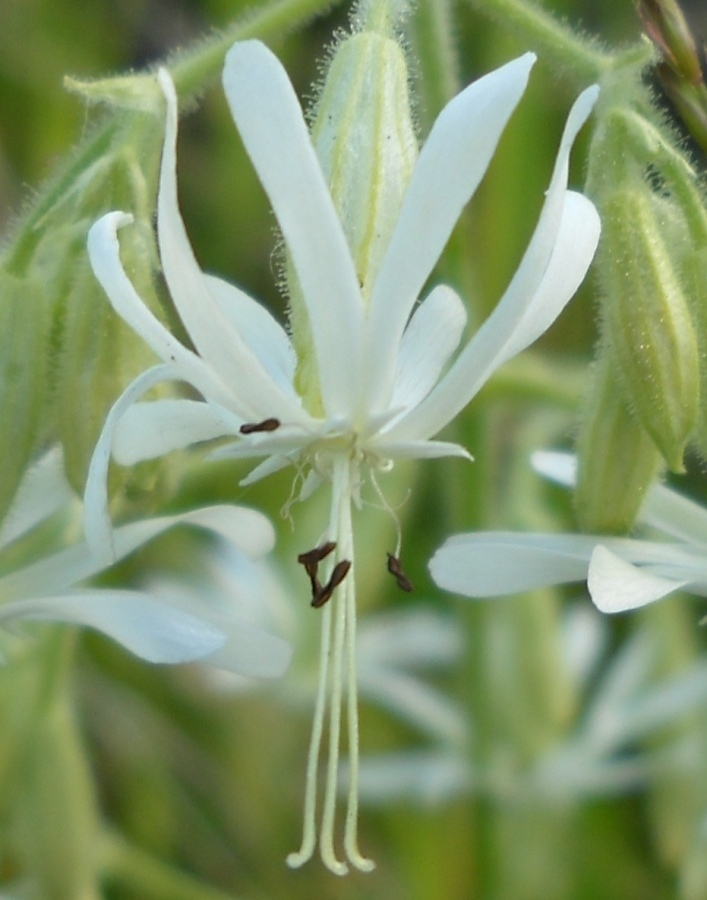 Изображение особи Silene nutans.