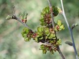 Ulmus pumila. Часть ветви с соплодиями и разворачивающимися листьями. Хабаровский край, окр. г. Комсомольск-на-Амуре, обочина грунтовой дороги. 17.05.2024.