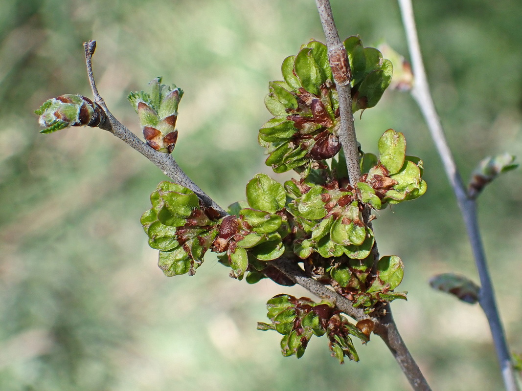 Изображение особи Ulmus pumila.