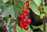 Ribes rubrum