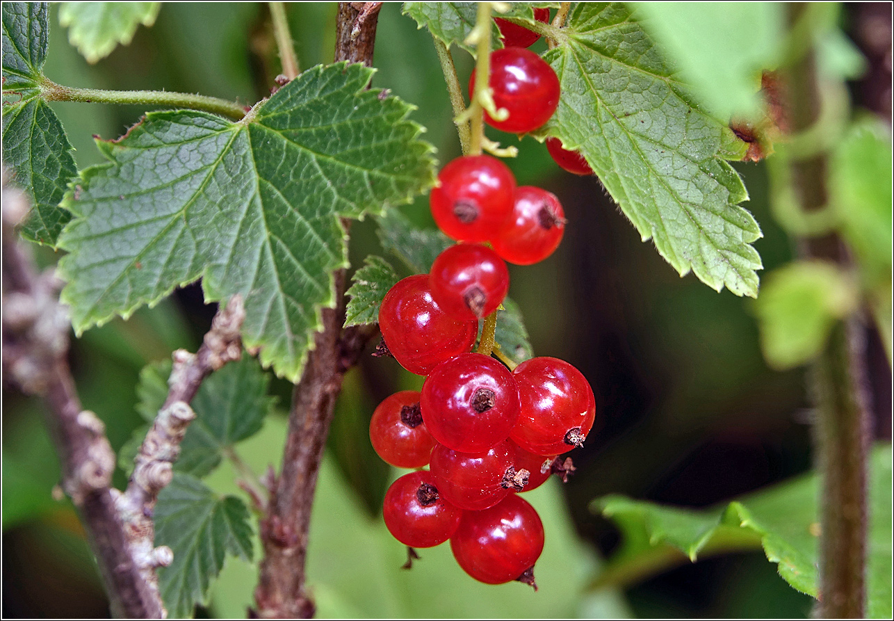 Image of Ribes rubrum specimen.