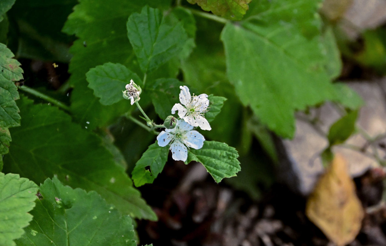 Image of Rubus caesius specimen.