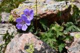 Geranium saxatile