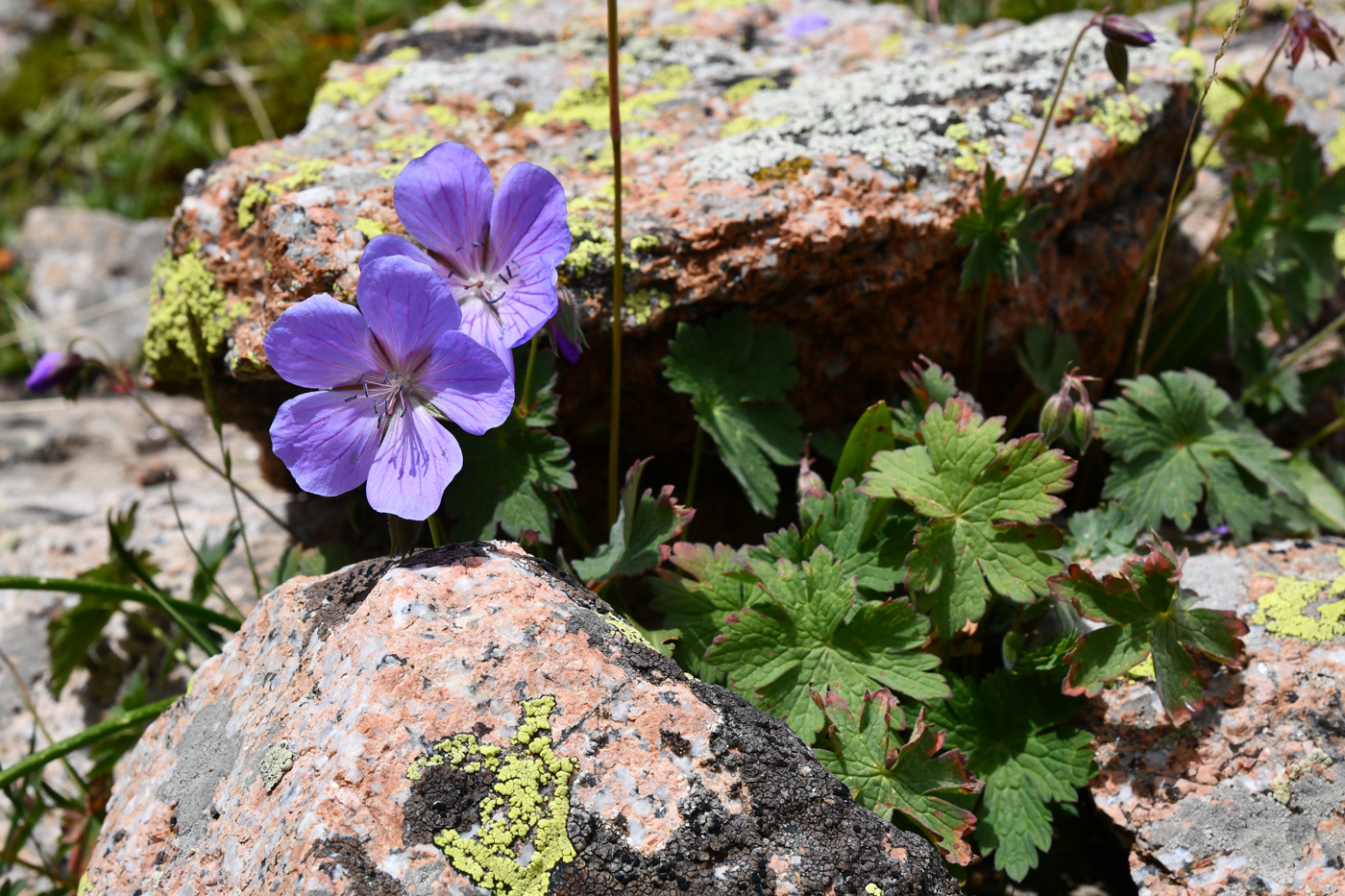 Image of Geranium saxatile specimen.