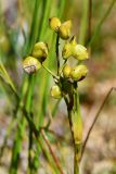 Scheuchzeria palustris. Верхушка плодоносящего растения с незрелыми плодами. Санкт-Петербург, Курортный р-н, Сестрорецкое болото, верховое болото. 10 августа 2023 г.