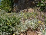 Смотреть изображение Sideritis catillaris