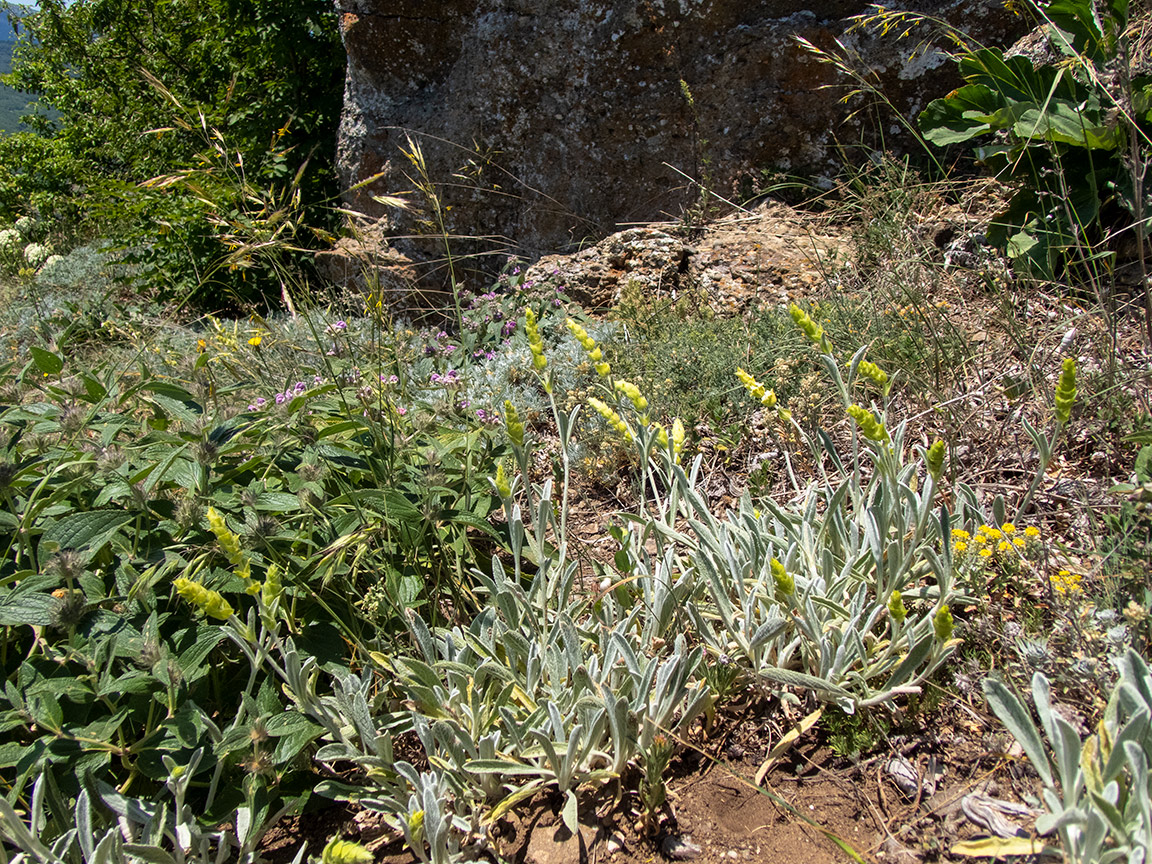 Image of Sideritis catillaris specimen.