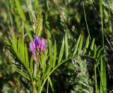 Astragalus onobrychis