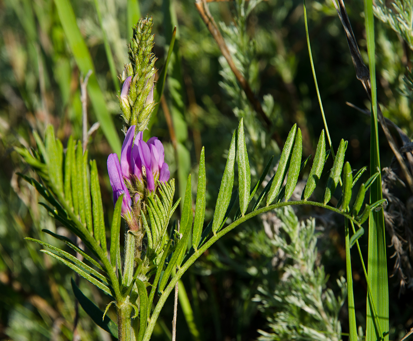 Image of Astragalus onobrychis specimen.
