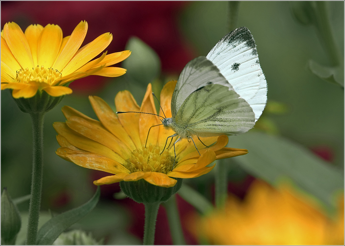 Image of Calendula officinalis specimen.