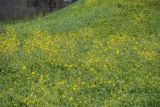 Brassica campestris