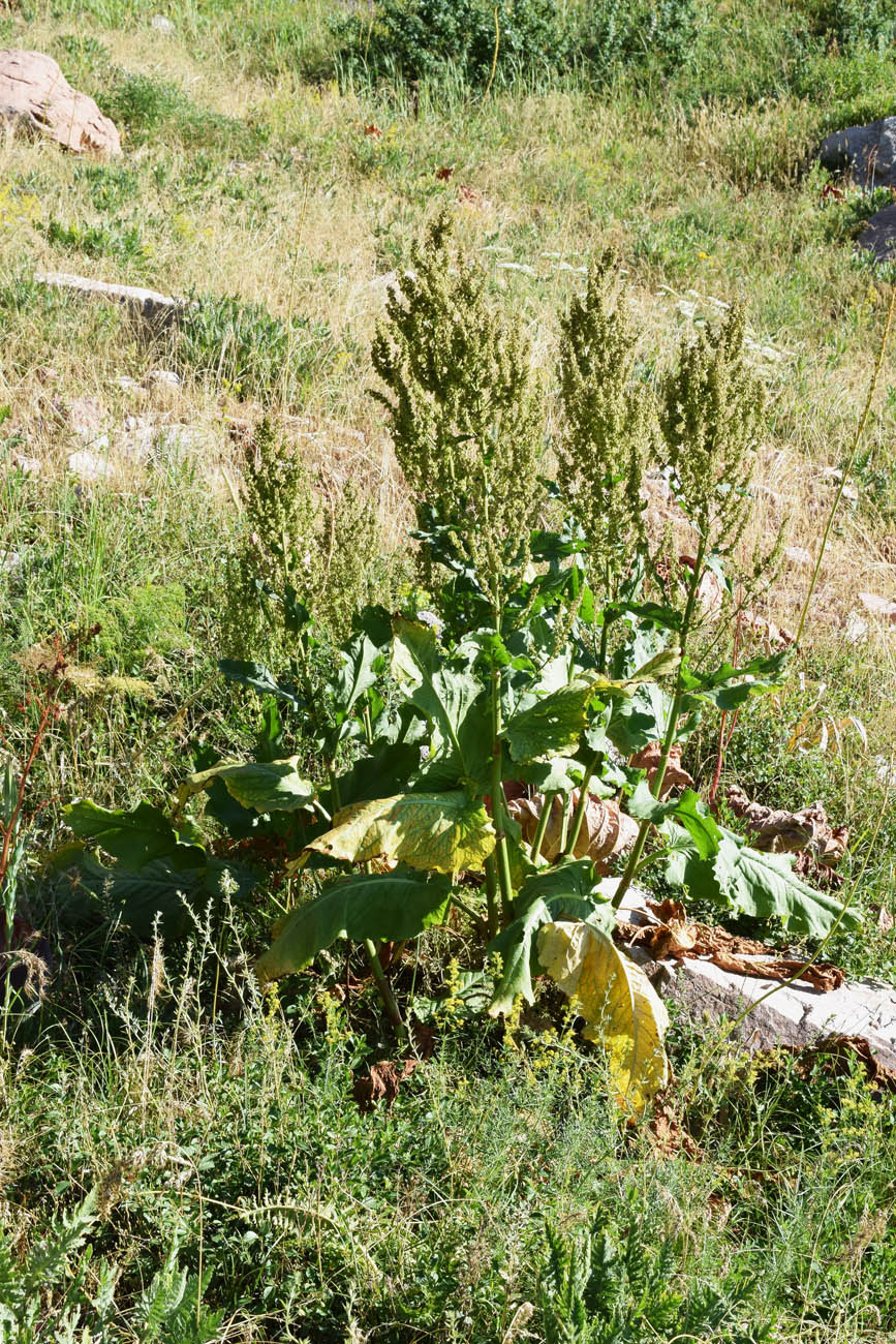 Image of Rumex tianschanicus specimen.