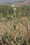 Смотреть изображение Helianthemum lasiocarpum