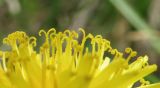 Taraxacum tortilobum