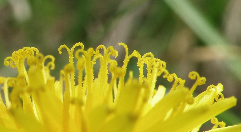 Image of Taraxacum tortilobum specimen.