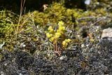 View full-size image genus Sedum