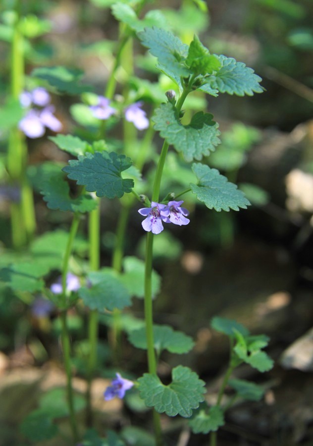 Image of Glechoma hederacea specimen.