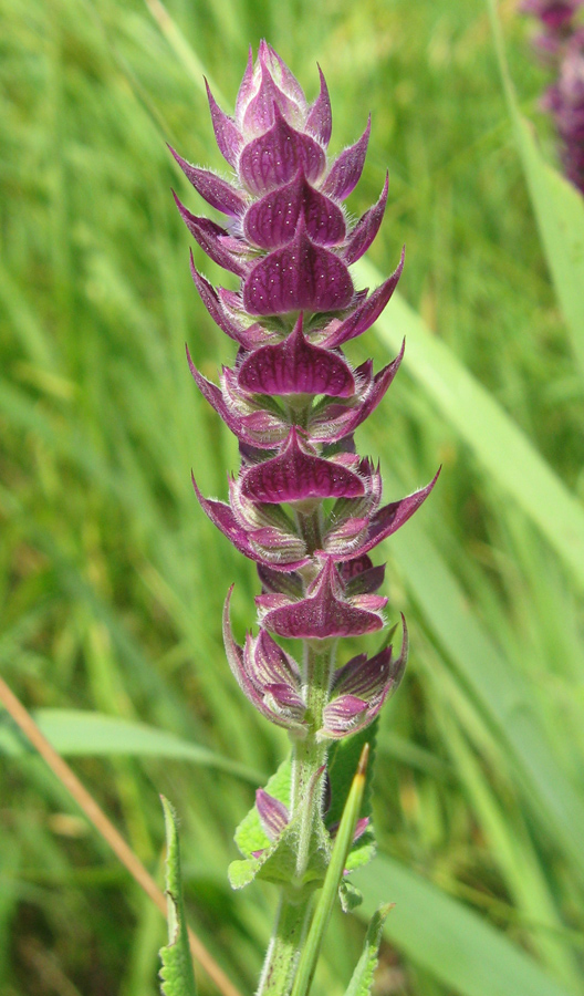 Изображение особи Salvia tesquicola.