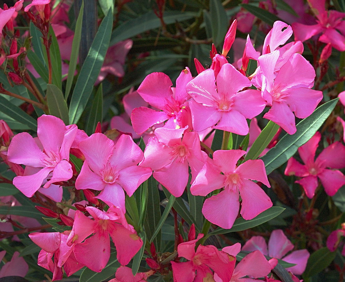 Image of Nerium oleander specimen.