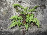 Asplenium adiantum-nigrum. Растение на бетонном ограждении набережной. Абхазия, Гудаутский р-н, г. Новый Афон. 15 июля 2008 г.