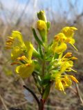 Orthanthella lutea. Соцветие. Крым, Севастополь, мыс Фиолент. 14 сентября 2011 г.