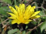 Taraxacum bessarabicum. Соцветие. Крым, Севастополь, балка Бермана, на берегу родника. 25 сентября 2011 г.