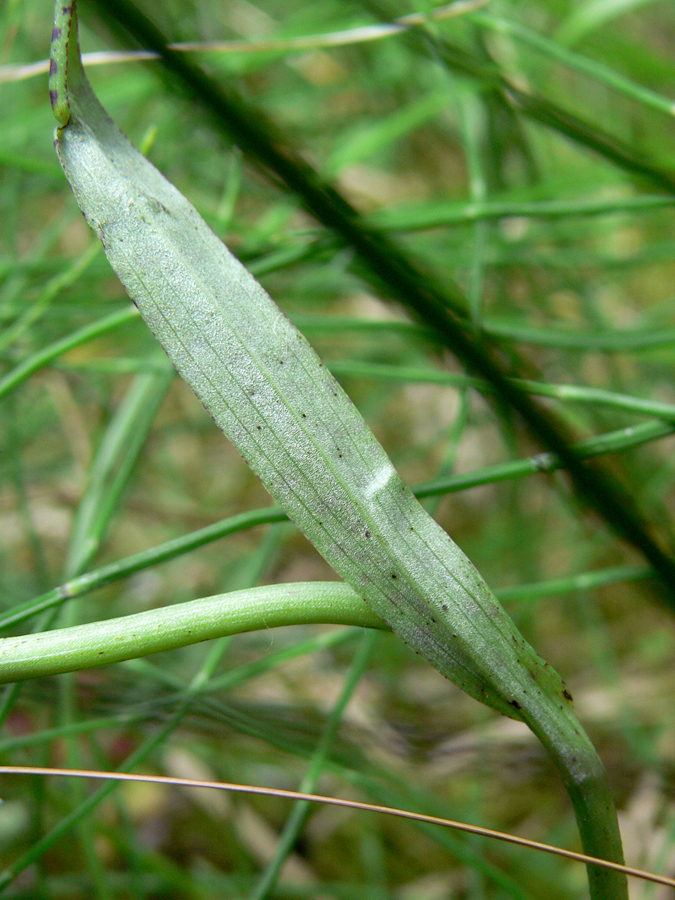 Image of Dactylorhiza fuchsii specimen.