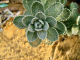 Otanthus maritimus